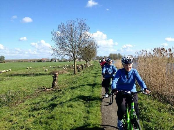 Radfahrer neben Schafen in Friesland