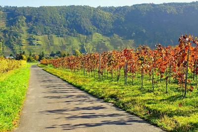 Herbst an der Mosel