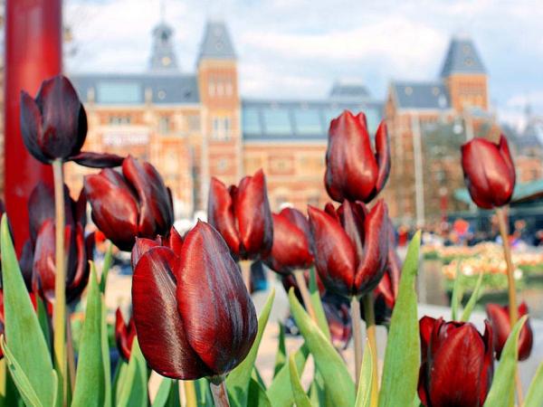 Tulpenblte - Amsterdam - Rijksmuseum