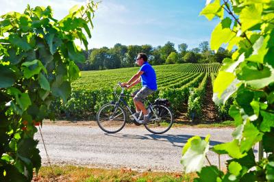 Radfahrer in den Weinbergen