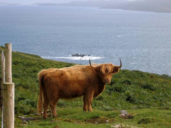 Highland coo