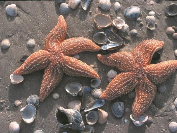 Seesterne auf dem Wattboden der Nordsee