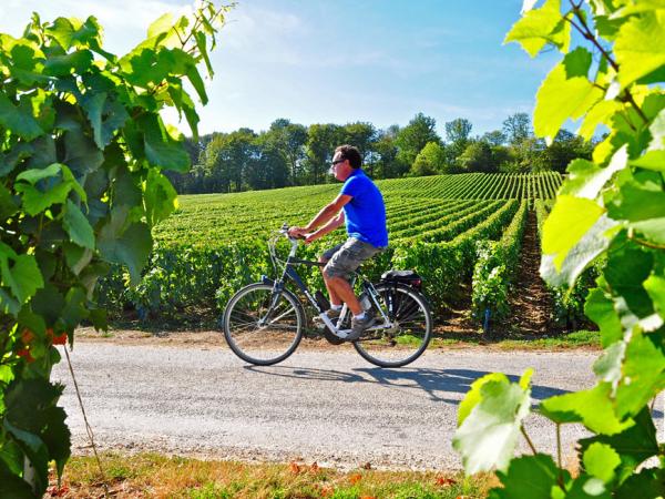 Radfahrer in den Weinbergen