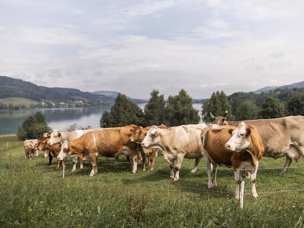 K�he auf einer Weide am Mondsee im Salzkammergut