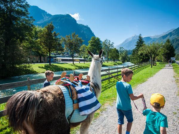 Lama Wanderung in Zell am See