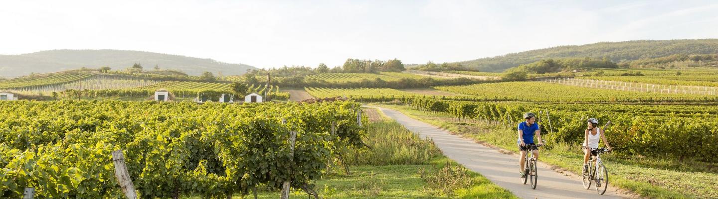 Radfahren im Weinviertel | &copy; Nieder�sterreich Werbung/ Astrid Bartl