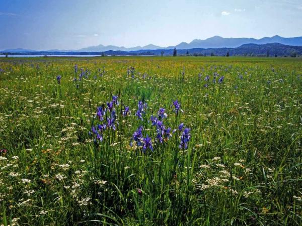 Flower meadow